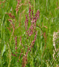 Šťovík kyselý - Rumex acetosa - semena šťovíku - 25 ks