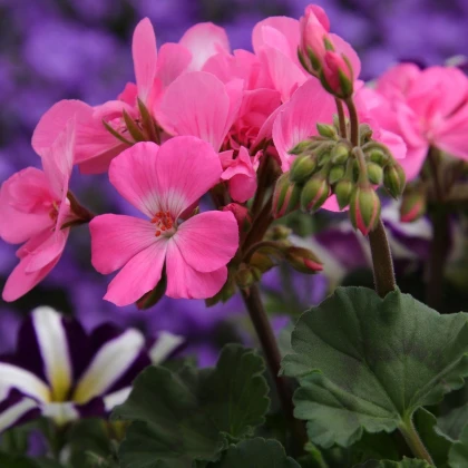Muškát páskatý Horizon - Pelargonium zonale - semena - 4 ks