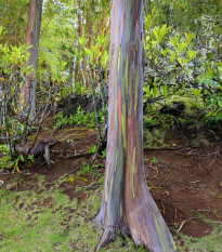 Eukaliptusz szivárvány - Blahovičník - Eucalyptus deglupta - eukaliptusz magok - 10 db