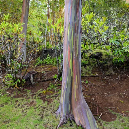 Eukaliptusz szivárvány - Blahovičník - Eucalyptus deglupta - eukaliptusz magok - 10 db