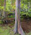 Eukaliptusz szivárvány - Blahovičník - Eucalyptus deglupta - eukaliptusz magok - 10 db