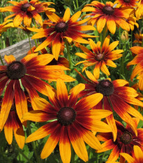 Třapatka srstnatá Capuccino - Rudbekia hirta - semena třapatky - 50 ks