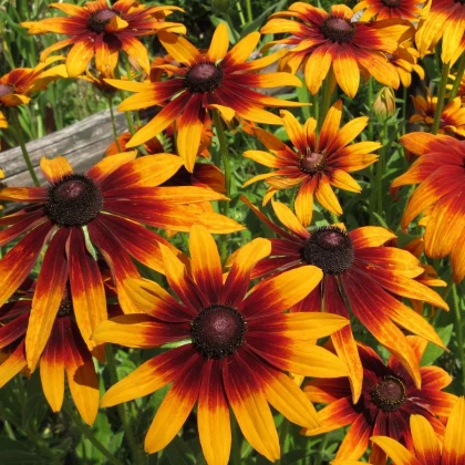 Třapatka srstnatá Capuccino - Rudbekia hirta - semena třapatky - 50 ks