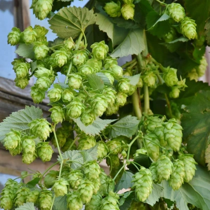 Chmel otáčivý - Humulus lupulus - semena chmelu - 8 ks