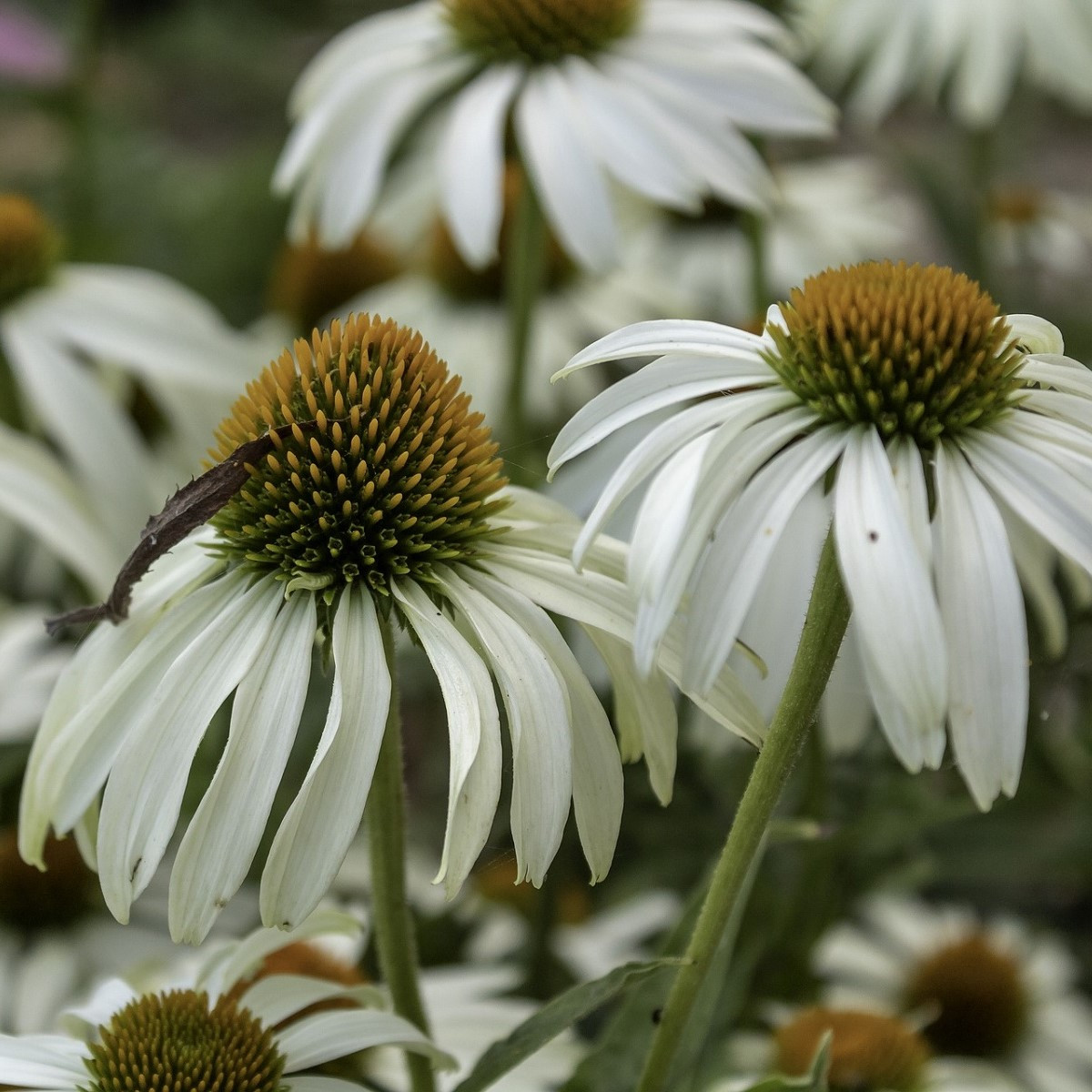 Třapatkovka nachová Primadonna White - Echinacea purpurea - semena třapatkovky - 15 ks
