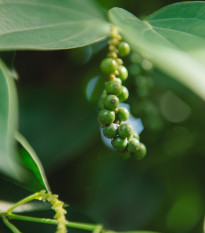 Pepř černý - Piper nigrum - semena pepře - 5 ks
