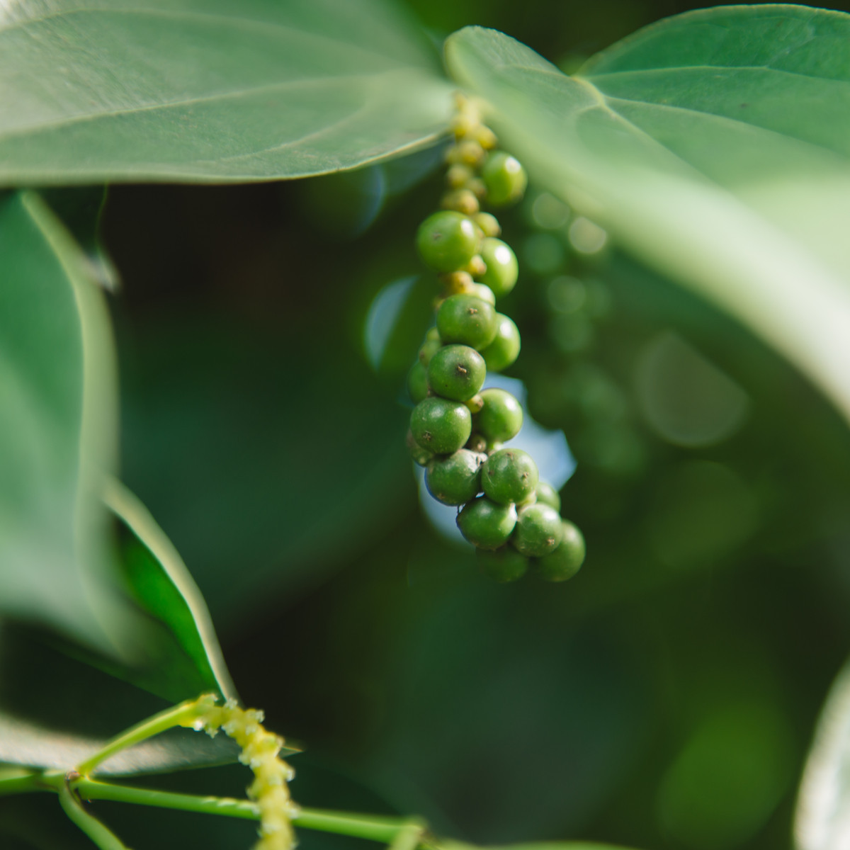 Pepř černý - Piper nigrum - semena pepře - 5 ks