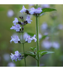Šanta kočičí - Nepeta cataria - semena šanty - 15 ks