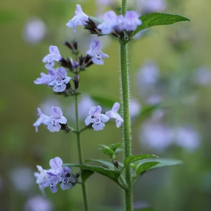 Šanta kočičí - Nepeta cataria - semena šanty - 15 ks