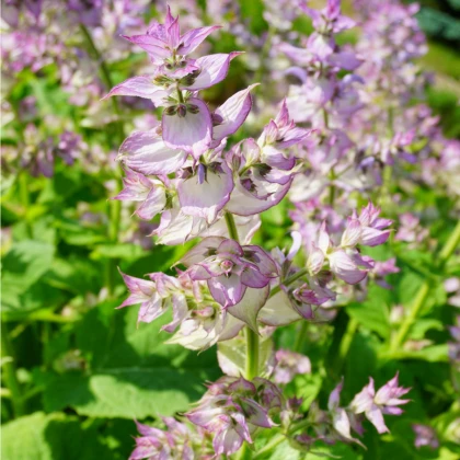 Šalvěj muškátová - Salvia sclarea - semena šalvěje - 50 ks