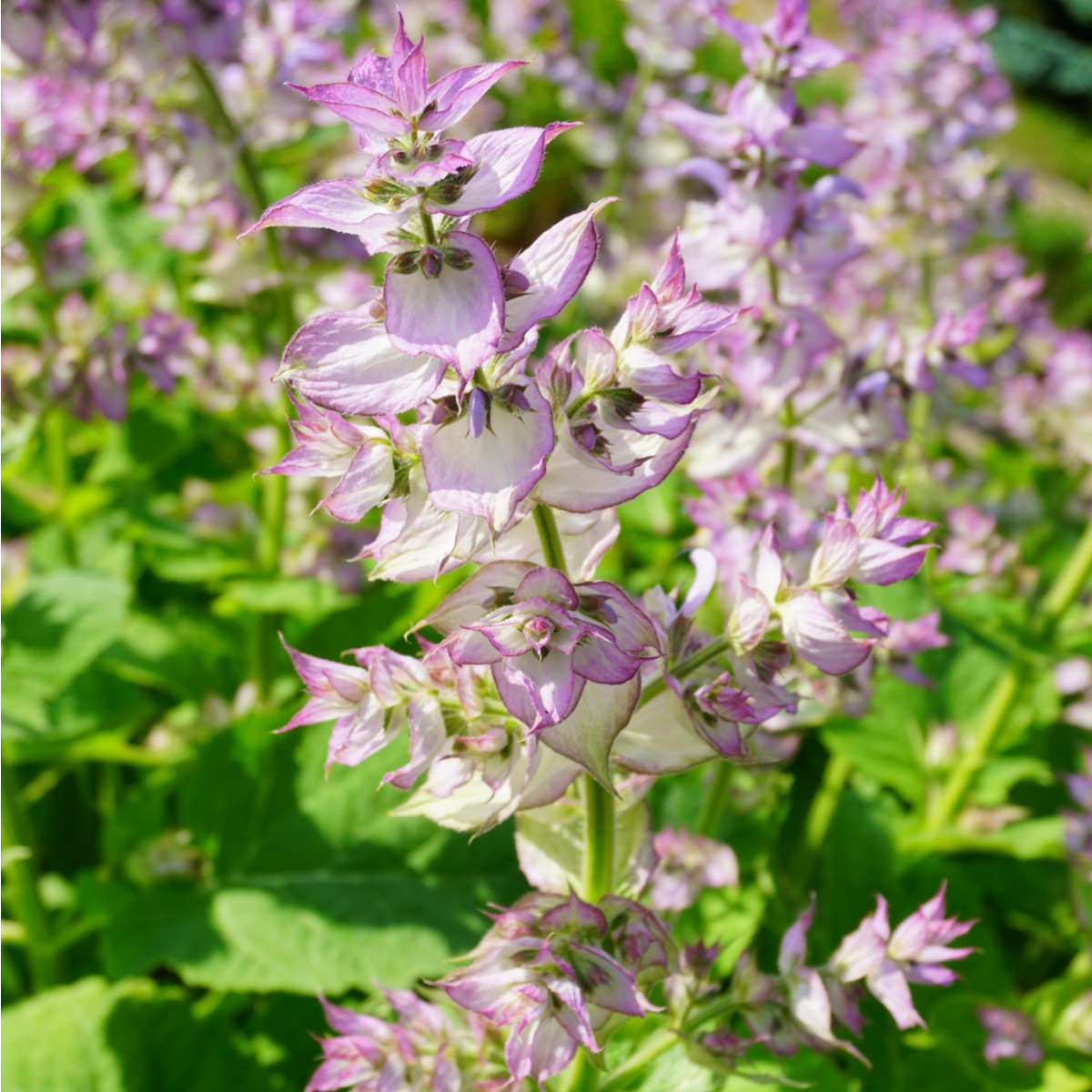 Šalvěj muškátová - Salvia sclarea - semena šalvěje - 50 ks