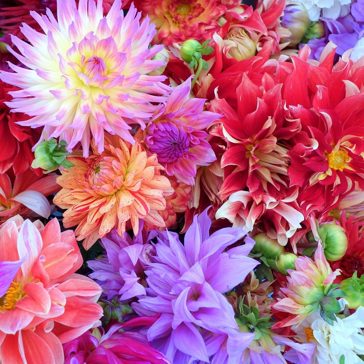 Jiřinka Unwin směs - Dahlia - semena jiřinky - 65 ks