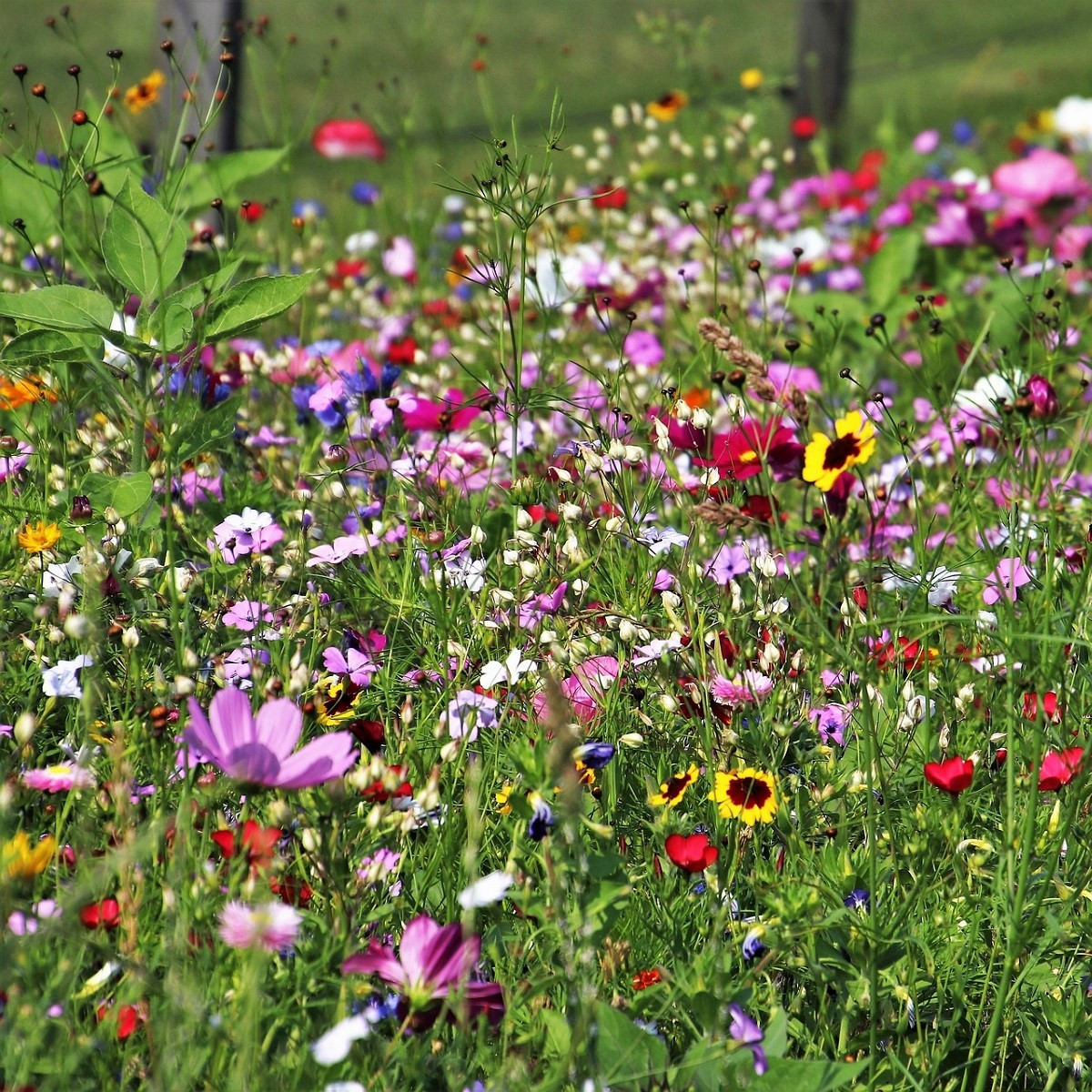 Letničky vábící hmyz - semena letniček - směs letniček - 1 g