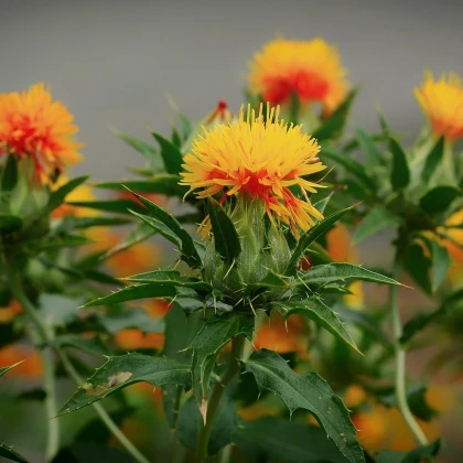 Světlice barvířská Zanzibar - Carthamus tinctorius - semena světlice - 20 ks