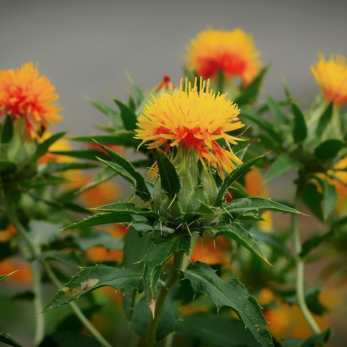 Světlice barvířská Zanzibar - Carthamus tinctorius - semena světlice - 20 ks
