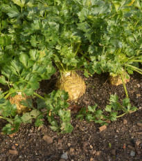 BIO Celer bulvový Mars - Apium graveolens - bio semena celeru - 20 ks