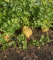 BIO Celer bulvový Mars - Apium graveolens - bio semena celeru - 20 ks