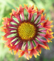 Kokarda jednoduchá Lorenziana směs - Gaillardia pulchella - semena kokardy - 0,3 g