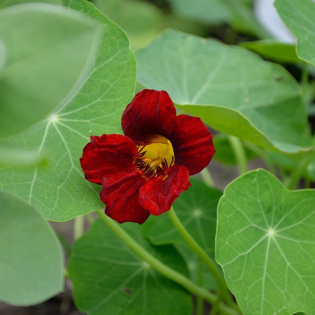 Lichořeřišnice červenočerná Black Velvet - Tropaeolum minus - semena lichořeřišnice - 15 ks