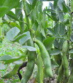 Bob Hangdown - Vicia faba - semena bobu - 12 ks