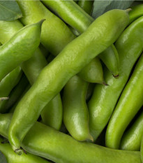 Bob Threefold - Vicia faba - semena bobu - 30 ks