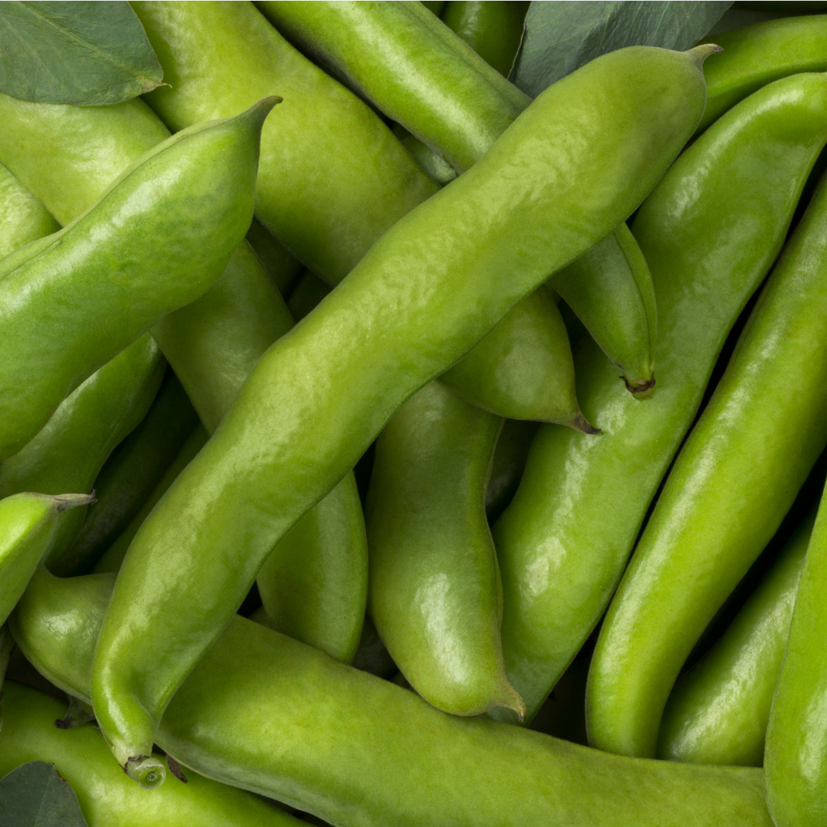 Bob Threefold - Vicia faba - semena bobu - 30 ks