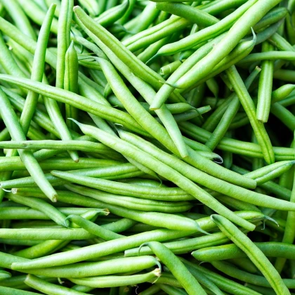 Fazol Enorma - Phaseolus coccineus L. - semena fazolu - 20 ks