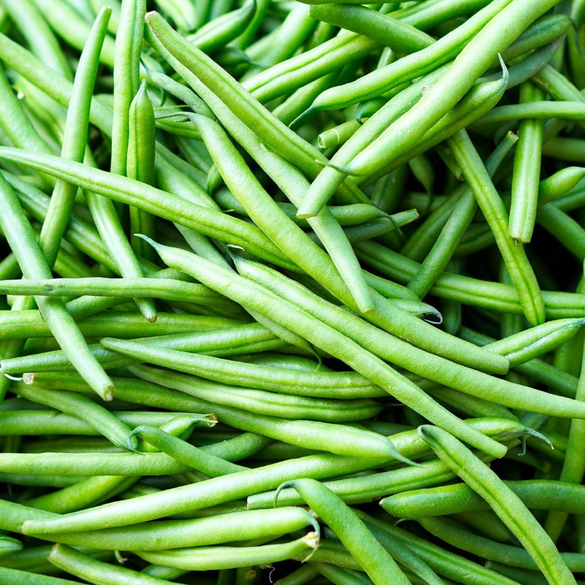 Fazol Enorma - Phaseolus coccineus L. - semena fazolu - 20 ks