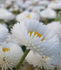 Sedmikráska chudobka bílá Tasso - Bellis perennis - semena sedmikrásky - 50 ks