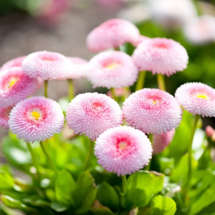 Sedmikráska chudobka růžová Tasso - Bellis perennis - semena sedmikrásky - 50 ks