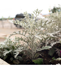 Tengeri cineraria – Cineraria maritima – cineraria magok – 300 db