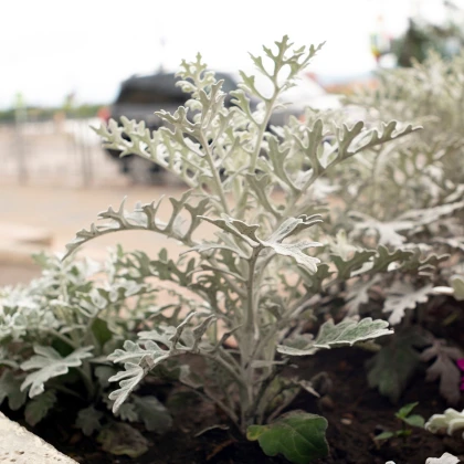 Starček přímořský - Cineraria maritima - semena starčeku - 150 ks