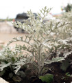 Tengeri cineraria – Cineraria maritima – cineraria magok – 300 db