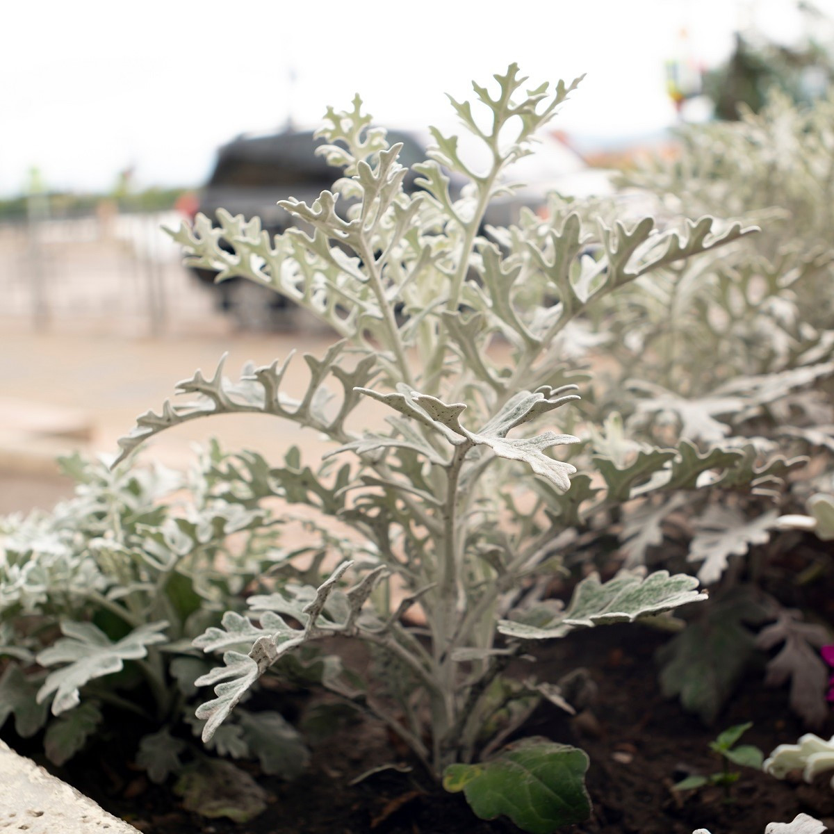Starček přímořský - Cineraria maritima - semena starčeku - 150 ks
