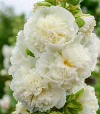 Topolovka plnokvětá bílá Chaters - Slézová růže - Alcea rosea - semena topolovky - 12 ks