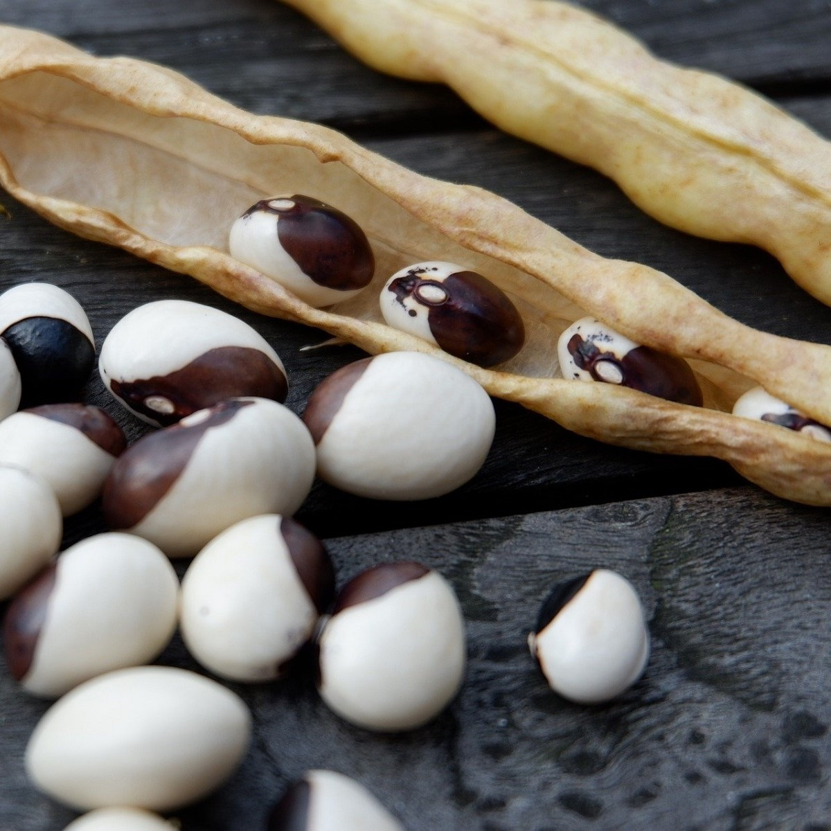 Fazole keříčková Dalmatin - Phaseolus vulgaris - semena fazole - 15 ks