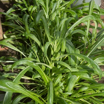 Mibuna - Japonský salát - Brassica rapa - semena mibuny - 40 ks
