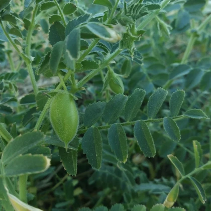 Cizrna Pascia - Cicer arietinum - semena cizrny - 10 ks