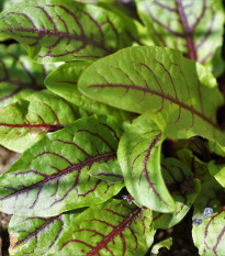 Šťovík krvavý - Rumex sanguineus - semena šťovíku - 20 ks