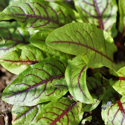 Vörös lórom - Rumex sanguineus - lórom magok - 100 db