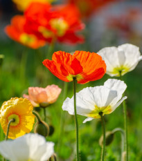 Mák islandský směs barev - Papaver nudicaule - semena máku - 50 ks