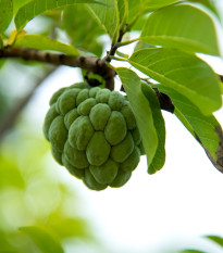 Anona čerimoja - Annona cherimola - semena anony - 5 ks