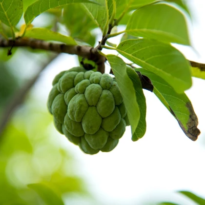 Anona čerimoja - Annona cherimola - semena anony - 5 ks