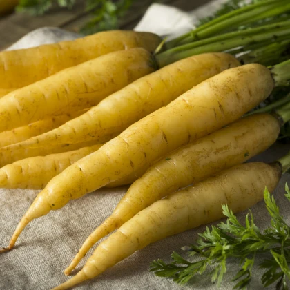 Mrkev Jaune du Doubs - Daucus carota - semena mrkve - 900 ks