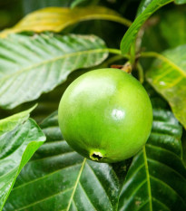 Boroja – Borojoa patinoi – boroja magok – 15 db