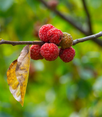 Kudranie - Cudrania tricuspidata - semena kudranie - 5 ks