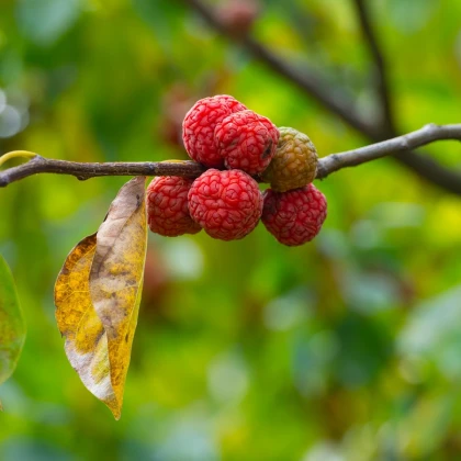 Kudranie - Cudrania tricuspidata - semena kudranie - 5 ks