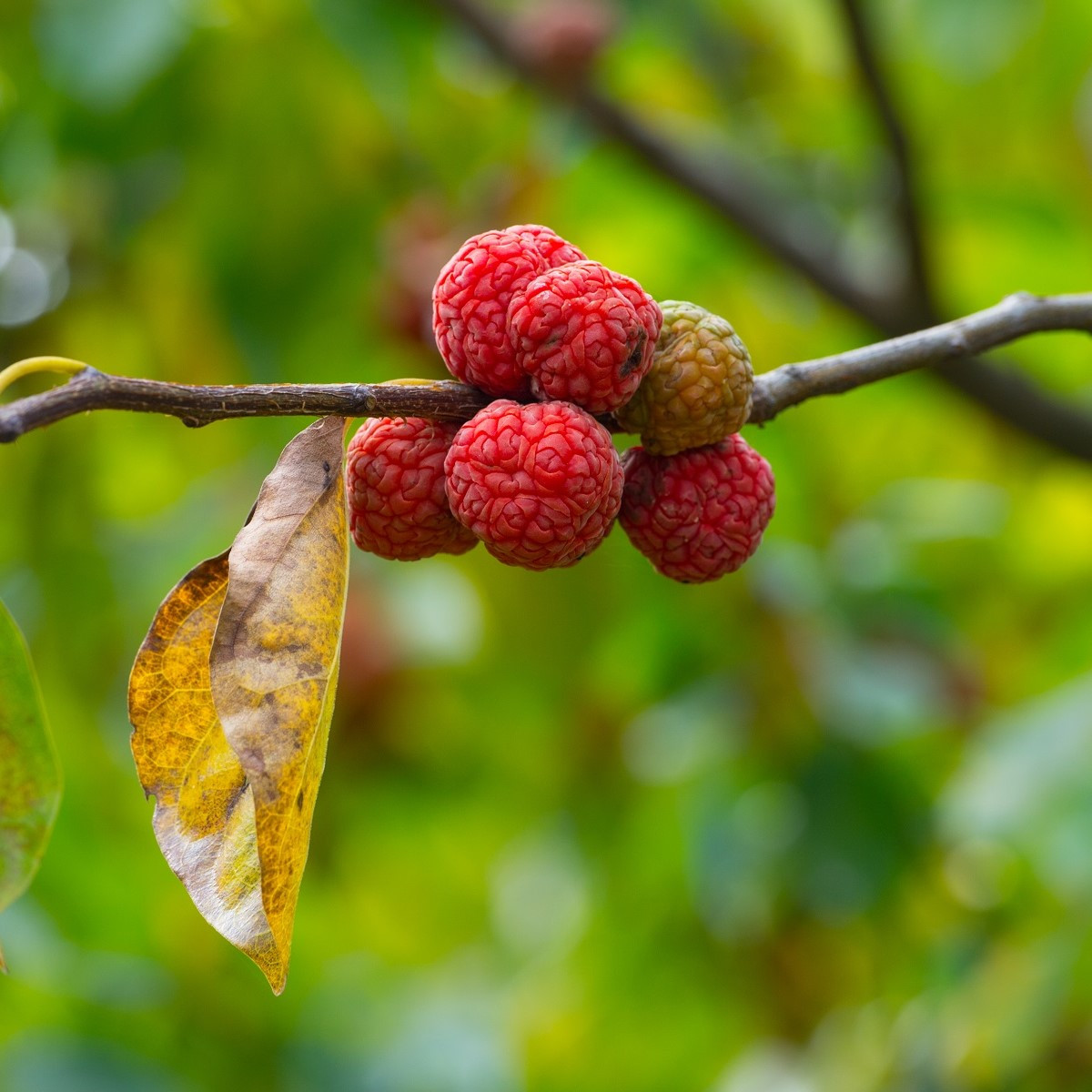 Kudranie - Cudrania tricuspidata - semena kudranie - 5 ks