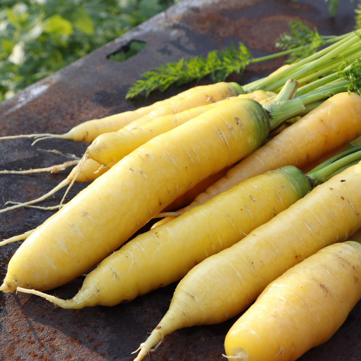 Sárgarépa Yellowstone – Daucus carota – sárgarépa magok