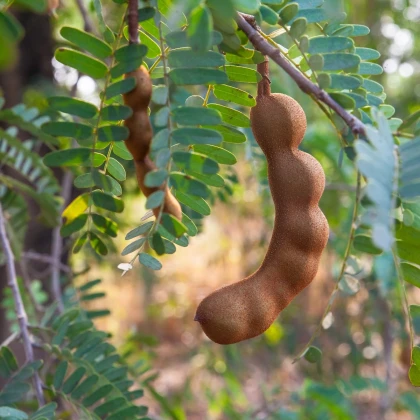 Tamarind indický - Tamarindus indica - semena tamarindu - 5 ks